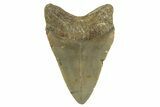 Serrated, Fossil Megalodon Tooth - North Carolina #328296-1